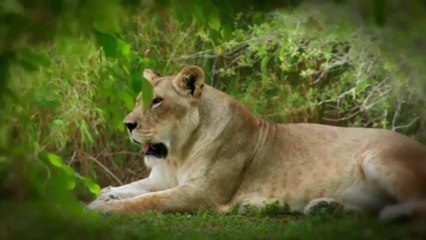 Qu'est-ce que je vois? : Le cheval