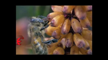 Serdem Coşkun - Aşkların Aşkı