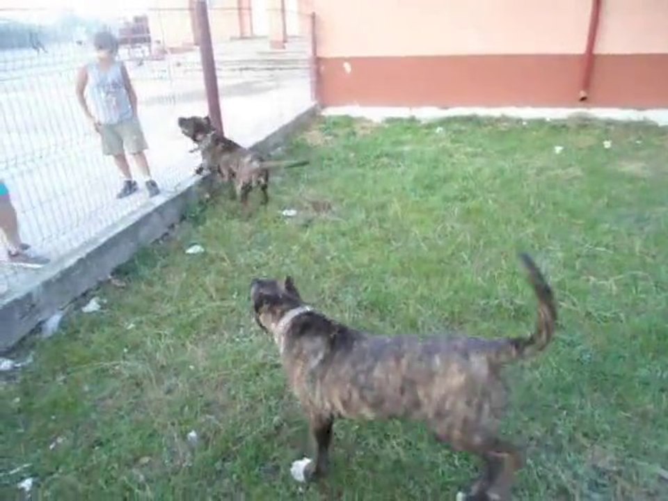 Dogos Canarios CHILD ATTACK training in Moldova, Romania 2