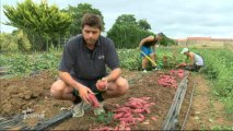 Expérimentation de la culture de patate douce à Vix