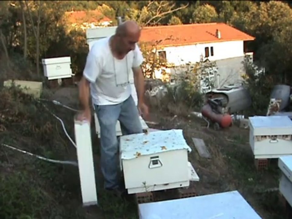 BAL ve BALLIK  ALMA...