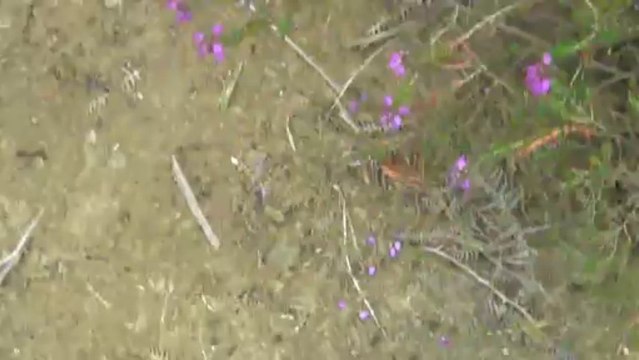 Impressive Qatar Airways Boeing 787 Dreamliner Display, Farnborough.