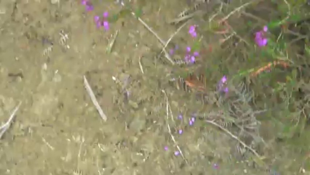 Impressive Qatar  Airways Boeing 787 Dreamliner Display, Farnborough.