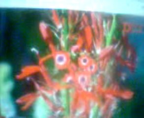 Sửa Tủ Lạnh Tại Nguyễn Văn Cừ 0904.921.009