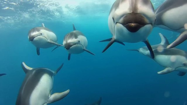 GoPro Swimming with Dolphins TV Commercial