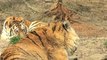 Big Cat's Genomes Mapped Out by Scientists