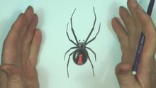 How to Draw Red Back Spider