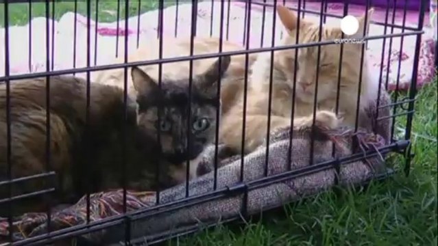 Colorado: almeno 10 morti per alluvioni