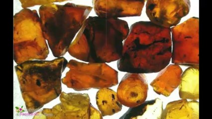 ANNA SUI Flight Of Fancy Eau De Toilette Spray