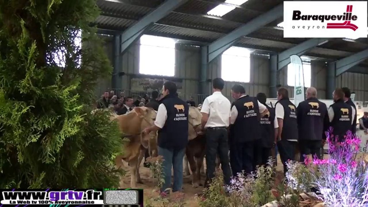 Baraqueville: les Blondes d'Aquitaine sont arrivées