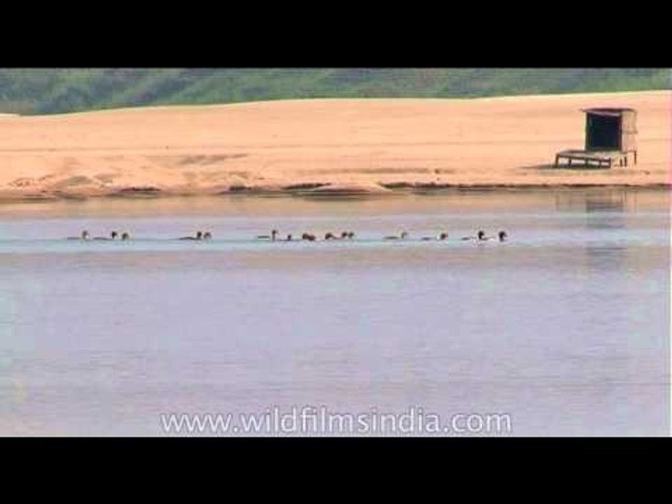 Ducks in the Chambal River