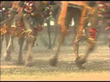 BSF jawans presents camel musical ride at BSF Tattoo day