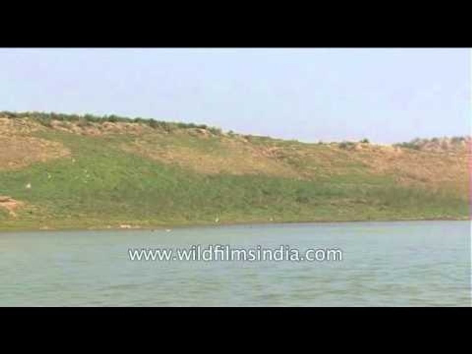 Rowing through the Chambal river