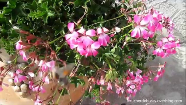 moro-sphinx ou sphinx colibri