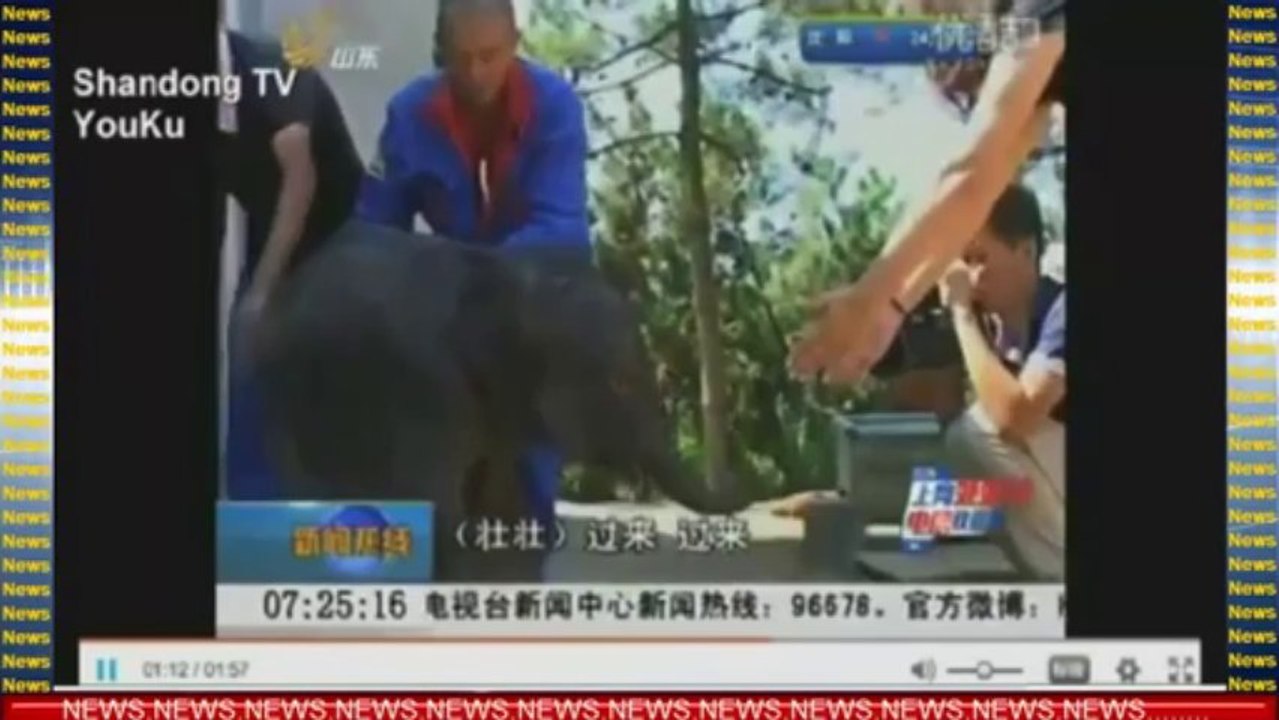 Un bébé éléphant pleure pendant des heures