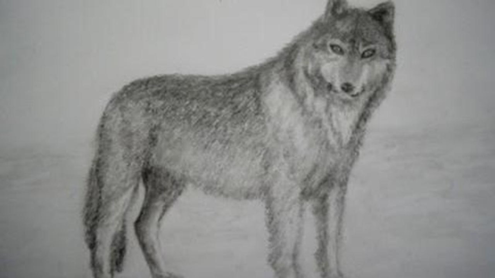 CÓMO DIBUJAR UN LOBO A LAPIZ - video Dailymotion