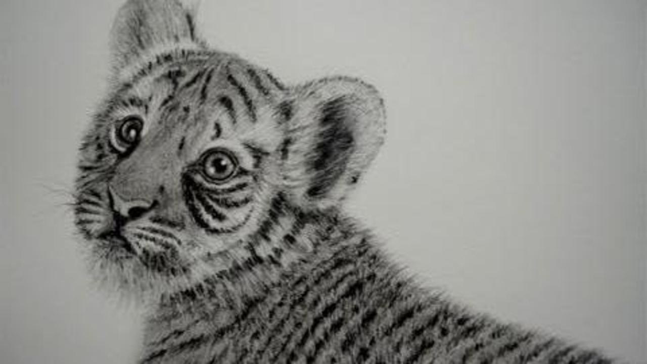 COMO DIBUJAR UN TIGRE (BEBÉ) / SOMBREAR PELO DE ANIMAL