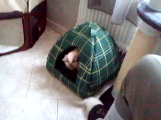 Première sortie de mes chatons