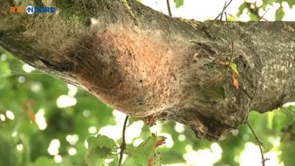 Eikenprocessierups bij Leek - RTV Noord