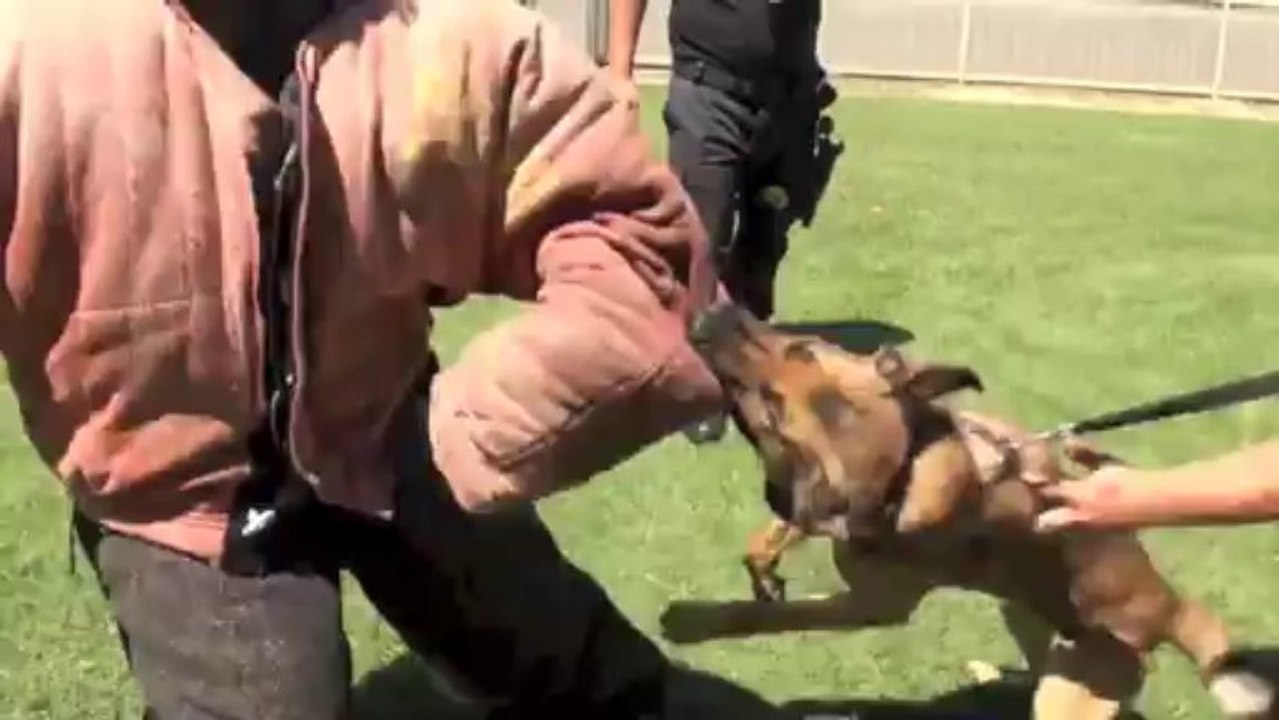 Police K9 Decoy Training Falco K9 Academy