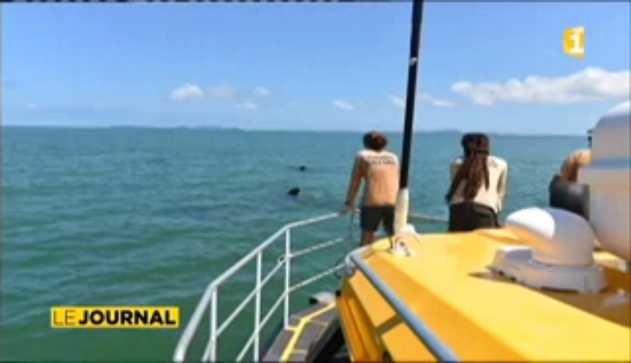 Onze globicéphales sauvés grâce à un kayakiste