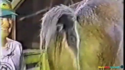 Animal Fart Symphony