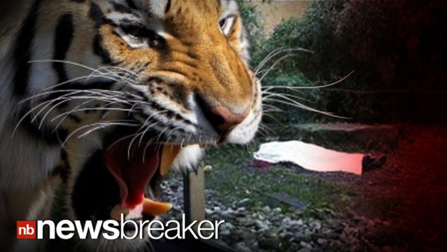 HORRIFYING: Zookeeper Mauled by Siberian Tiger; Zoo Visitors Witness Incident