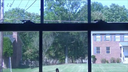 Black Yoshi's Headphones