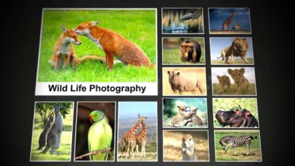 Photo Slideshow Display - After Effects Template