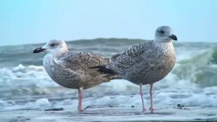 Ave Maria - Album ANGELS - Giulio Nightfall