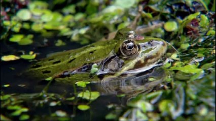 Böhmen - Land der Hundert Teiche (Doku 2012)
