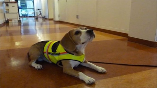 Hermoso perro Huele Diarreas