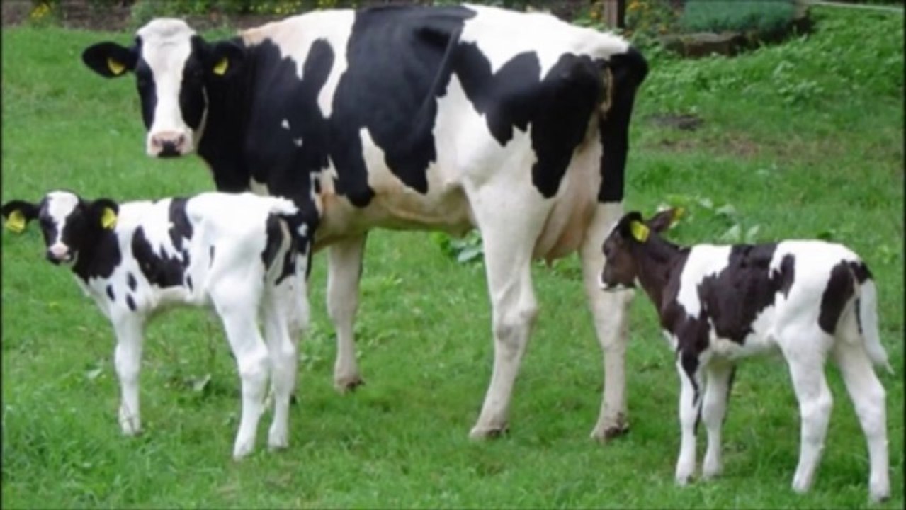 El viola vacas y luego las mata