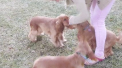 Jason (10 month)  Playing with the cockers girls :D