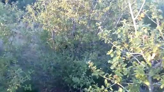 2013-07-26-ARAP TAVŞAN SOYAĞI