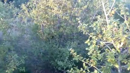 2013-07-26-ARAP TAVŞAN SOYAĞI