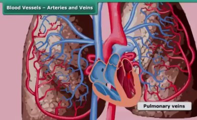 Science 7 Transportation in animals