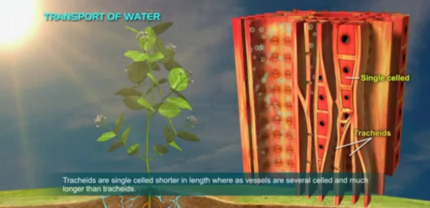 Transportation in Plants