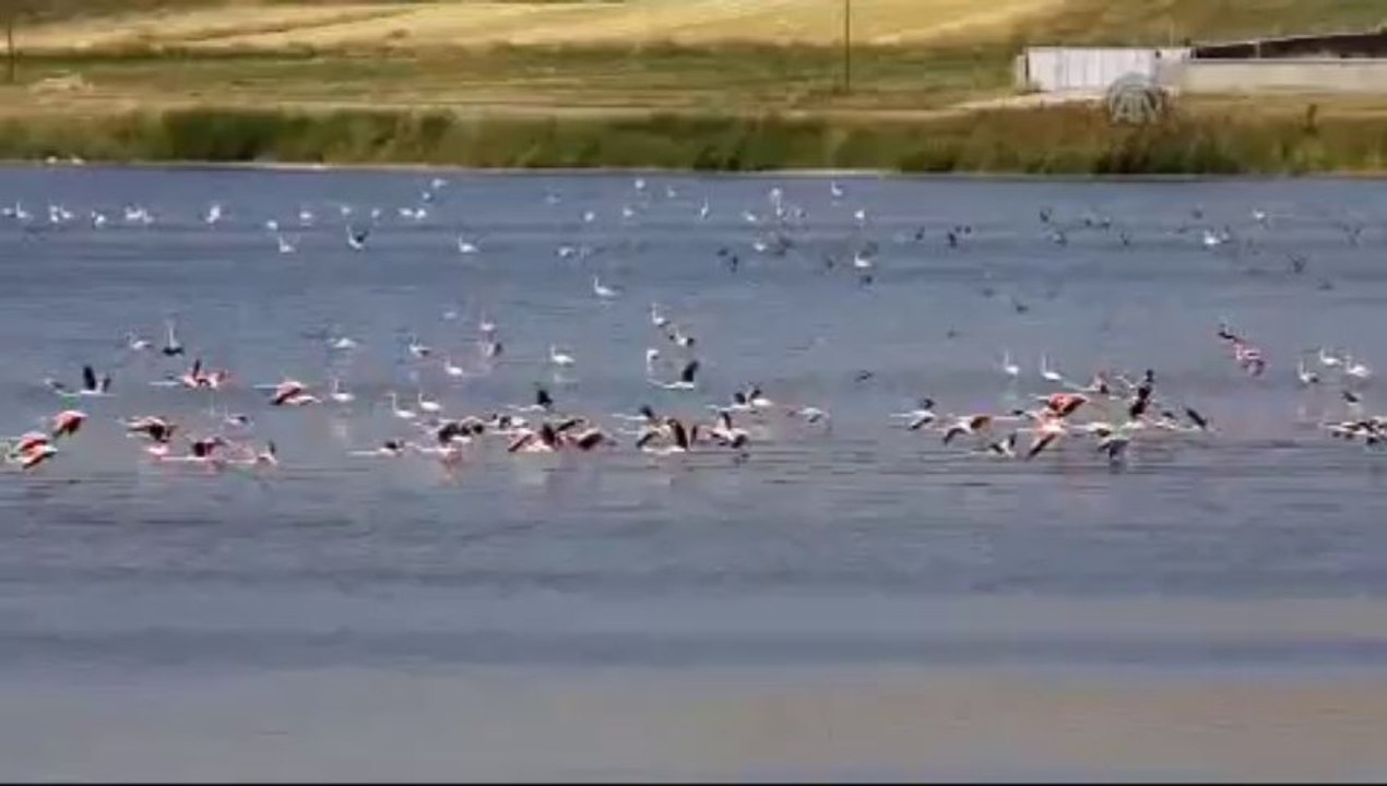 Flamingoların göç hazırlığı