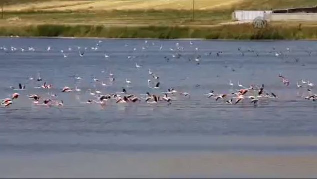Flamingoların göç hazırlığı
