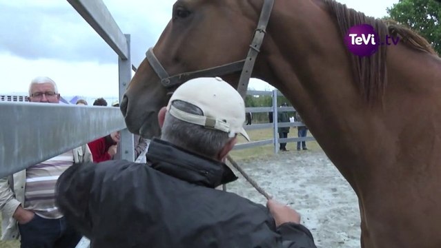 13_09_23 lessay chevaux