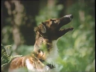 Советская реклама - часы Чайка