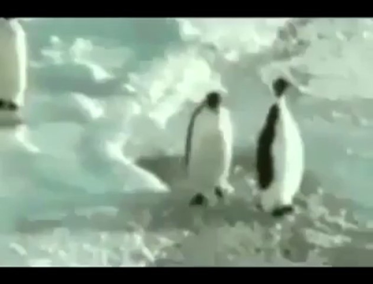 Funny penguin Shut Up fail Vine video Head on the ice