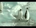 Funny penguin 