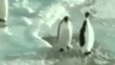 Grosse baffe entre pingouins... Trop bon ahahaha!!! 