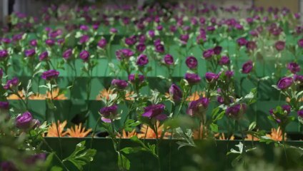 La espuma de los días - Tráiler Español HD [1080p]