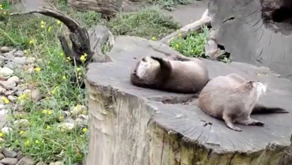 Une loutre trop mignonne jongle avec une pierre!