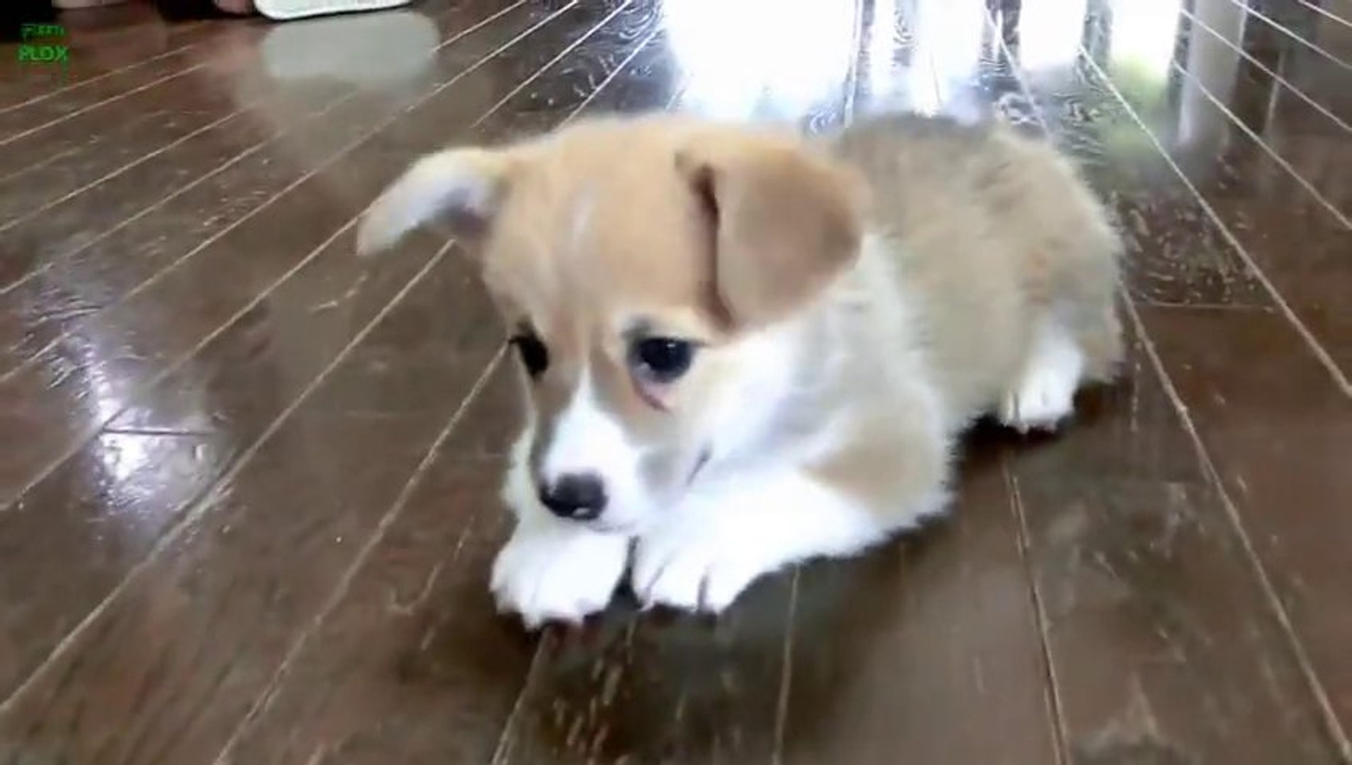 Des Bebes Chiens Trop Mignon Dans Cette Compilation Video Dailymotion