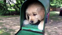 Cute Dog & Puppy Videos Compilation!