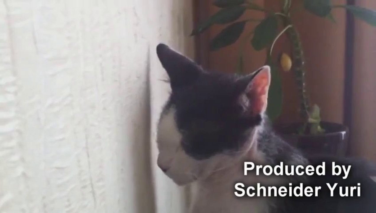 Chat privé de Télé. "Puni, va au coin!" Trop marrant!